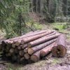 Незаконната сеч е 1 000 000 кубика дърва годишно 