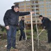 Засадиха 30 нови чинара