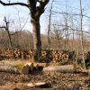 Кметът на Малко Търново: Съсипват Странджа, помогнете да я спасим!