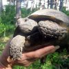Задържаха двама, убили 17 костенурки