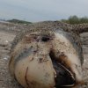Морето изхвърли 17 мъртви делфина