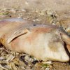 Пет мъртви делфина изхвърли морето край Крапец