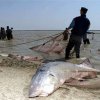  Риболовът в океаните докара рибите „на ръба на изчезването“
