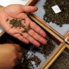 Изследователи спасили древни семена от Сирия
