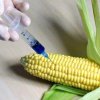 Уж забранихме 10 ГМ култури, но агростратегията ни е да разчитаме на тях