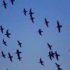 Загубата на местообитания унищожава прелетните птици по света