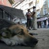 Четири лапи: До 2 години проблемът с уличните кучета ще бъде решен