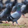   Гълъби със сензори измерват замърсяването в Лондон