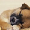 Безплатно чипират кучета за деня на ветеринарния лекар