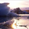   Червени водорасли ускоряват топенето на ледовете