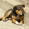 Фандъкова: Проблемът с бездомните кучета трябва да се решава национално