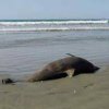 Забранените за риболов зони в Черно море стават ясни до седмица