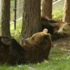    Въвеждат платен вход за посетители в Парка за танцуващи мечки