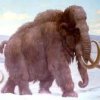    Последните вълнести мамути са загинали от жажда