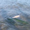   Мъртви делфини изхвърли морето край Силистар