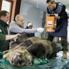Прегледаха с рентген мечките Бойка, Гошо и Мишо