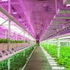 Ферма отглежда зеленчуци със 100% възобновяема енергия и 90% по-малко вода