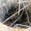 Мечките в парка край Белица заспаха зимен сън за първи път