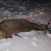    Бракониери разстреляха седем кошути в района на Попово