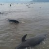   Стотици китове заседнаха на плаж в Нова Зеландия