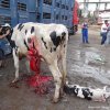   Разследване разкрива жестокости спрямо изнасяни от ЕС селскостопански животни