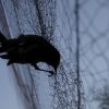 Избиха и изядоха милиони прелетни птици в Кипър