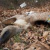   Отрови убиват белоглави лешояди в Кресненското дефиле