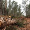  Секачи унищожиха 180 декара гора край столицата