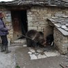 Нов обитател в Парка за танцуващи мечки пристигна от Албания