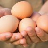   Nestlé ще използва само яйца от свободни кокошки 