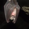 Защитени видове зазидани живи в санирани блокове