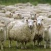    10 пъти се е свило овцевъдството в България за 25 години
