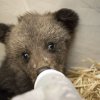 Спасените край Доспат мечета са под денонощно наблюдение, оцеляването им остава под въпрос