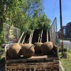  18 000 вече са дърветата в Новата гора на София, 60 от 150 нови по Борис III
