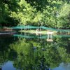 Гарвани убиха новоизлюпените патета в Борисовата градина