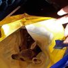     Гъбари продават новородена сърна за 5 лева в найлонов плик