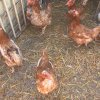     320 хил. кокошки ще бъдат умъртвени в Добричко