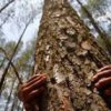   Обеля протестира, Дружба сади дървета срещу застрояване