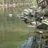    WWF: В България вече няма живи реки