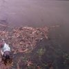   Замърсяване на водните басейни трови природата в цяла Европа