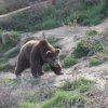 Бракониери убиха кафява мечка в Рила 