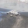 Десетки птици от застрашен вид са намерени мъртви на плаж в Бургас 