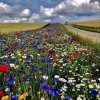 В Дания законът изисква от собствениците на земи да засадят 5% от тях с цветя за пчелите