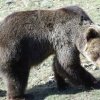 След нападението на мечка край Белица: В района има около 4 