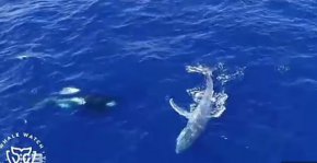 Косатки освободиха хванат във въже гърбат кит