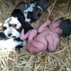 Новороденото бебе и кученцата