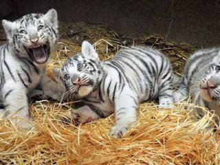 В Лима, Перу, 3 очарователни и редки бели тигърчета се появиха на бял свят