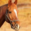 Десетки коне са убити с арбалет и огнестрелно оръжие в Етрополе