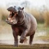 Хипопотамите могат да се издигат във въздуха: Проучване