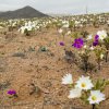 Най-сухата пустиня на планетата е в разцвет